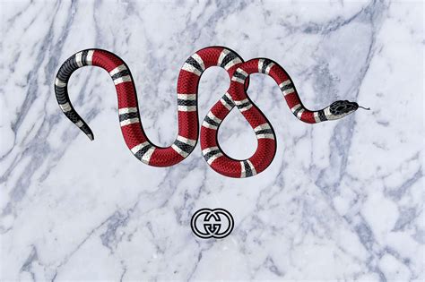 snake wallpaper gucci|Gucci snake wallpaper 4k.